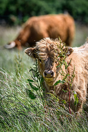 220712 Highland Cattle 016