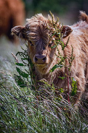 220712 Highland Cattle 014