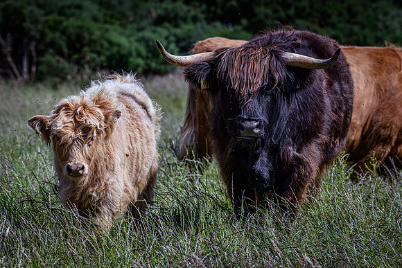 220712 Highland Cattle 044