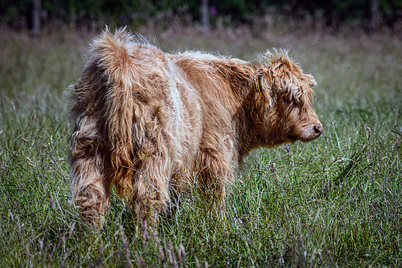 220712 Highland Cattle 068