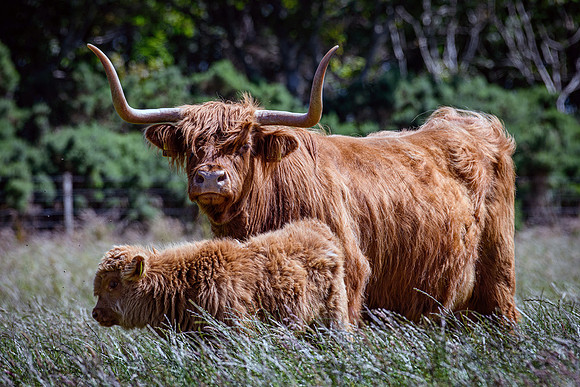 220712 Highland Cattle 008