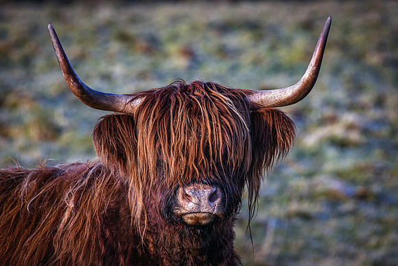 201228 Highlanders 017