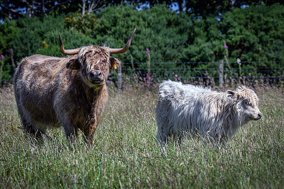 220712 Highland Cattle 041