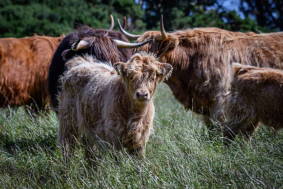 220712 Highland Cattle 042