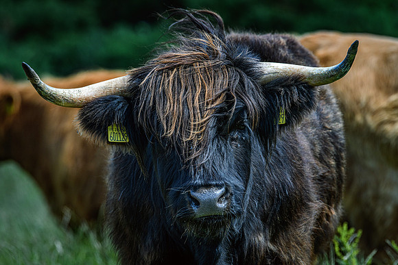 220712 Highland Cattle 051