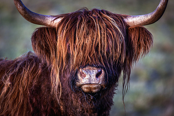41 - Highlander