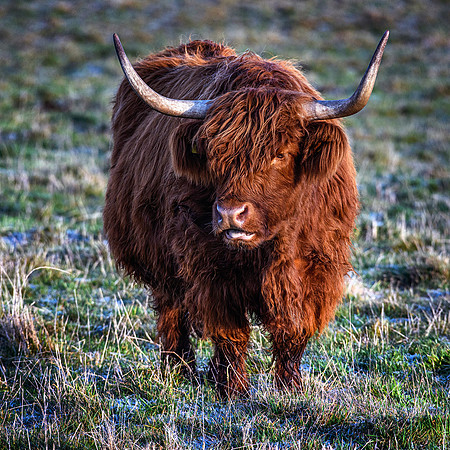 61 - Highlander #6