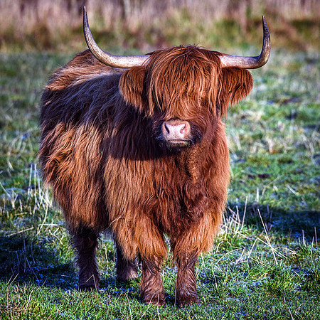 62 - Highlander #7