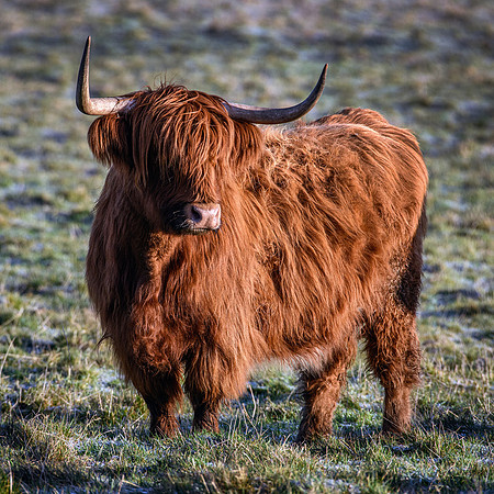 67 - Highlander #9