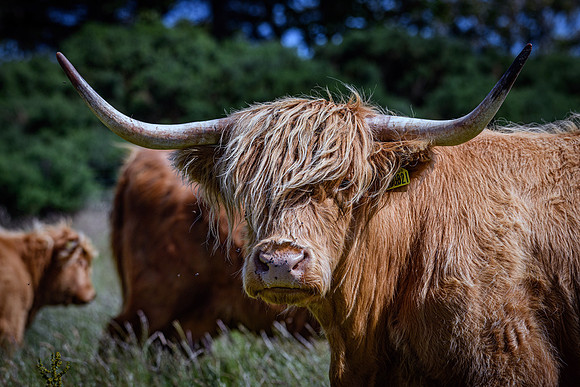 220712 Highland Cattle 033