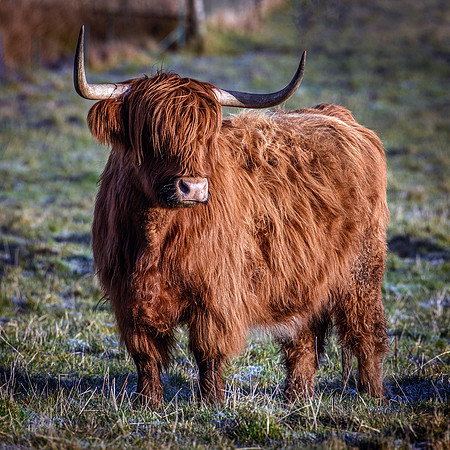 201228 Highlanders 014