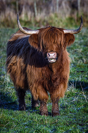201228 Highlanders 063