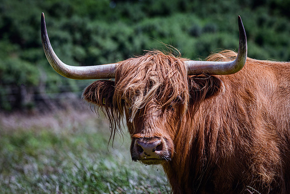 220712 Highland Cattle 023