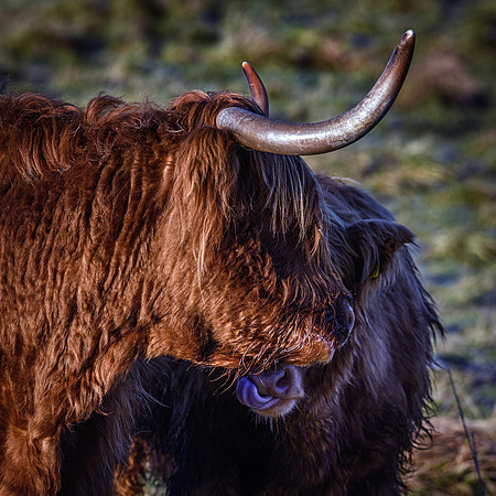 201228 Highlanders 031