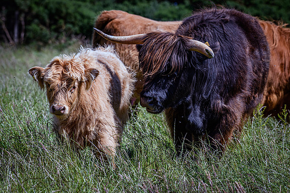 220712 Highland Cattle 043