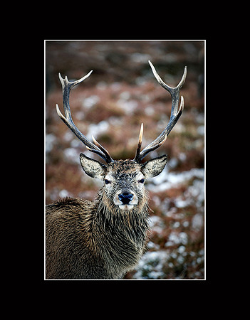 Badanloch stag 2 copy copy