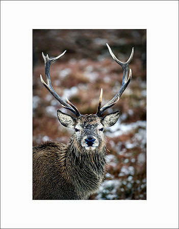 Badanloch stag 2 copy copy_1