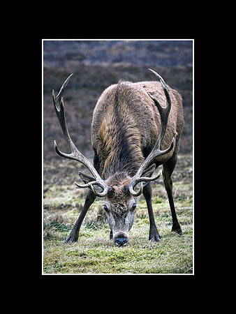 Badanloch stag 101 copy copy copy