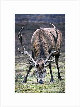 Badanloch stag 101 copy copy copy_1