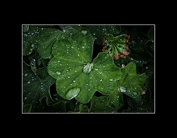 DSC_8857 copy