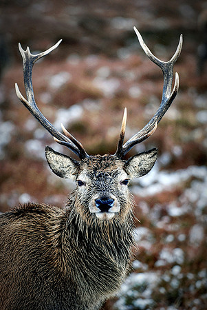 11 - Stag