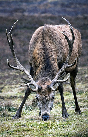 12 - Stag