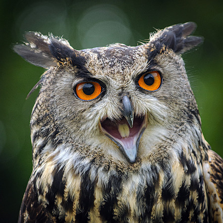 37 - Owl