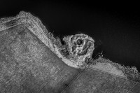 210226 Yarrows 071