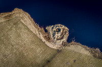 210226 Yarrows 070