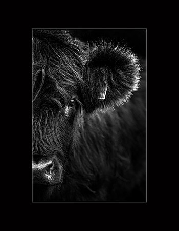 D85_3626_1_1