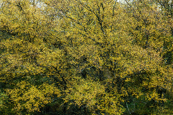201018 Kildonan & Suisgill 005