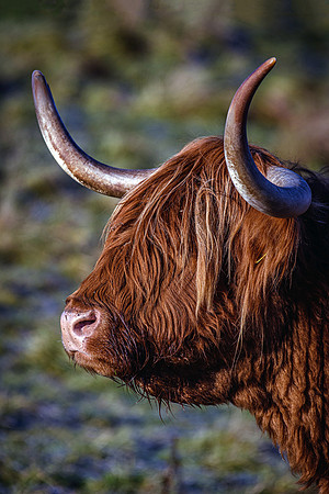 201228 Highlanders 037