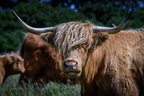 220712 Highland Cattle 032