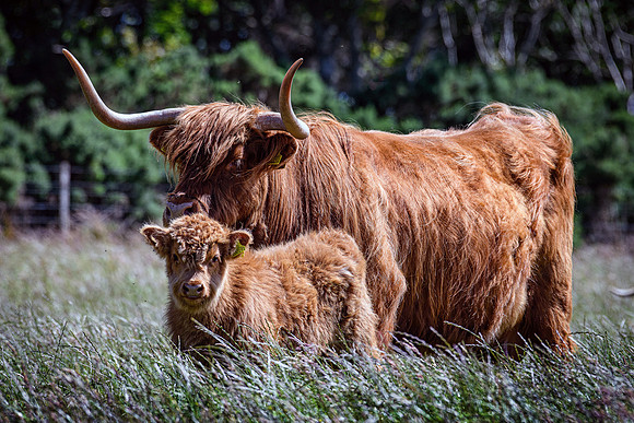 220712 Highland Cattle 007