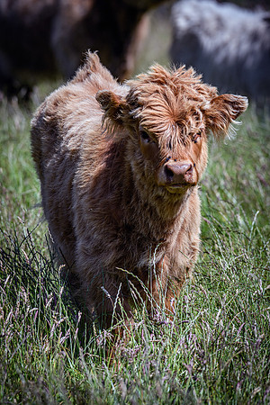 220712 Highland Cattle 038