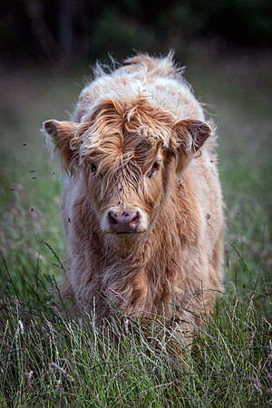220712 Highland Cattle 057