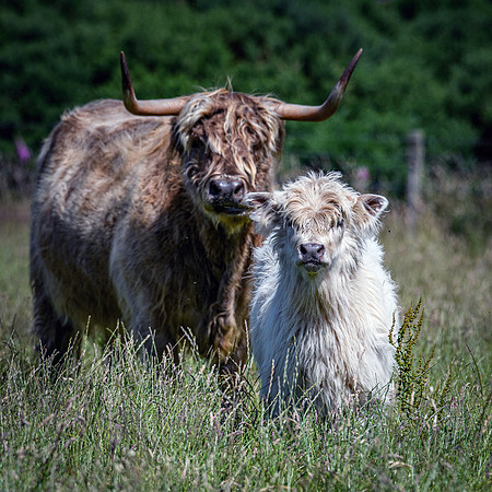 220712 Highland Cattle 066