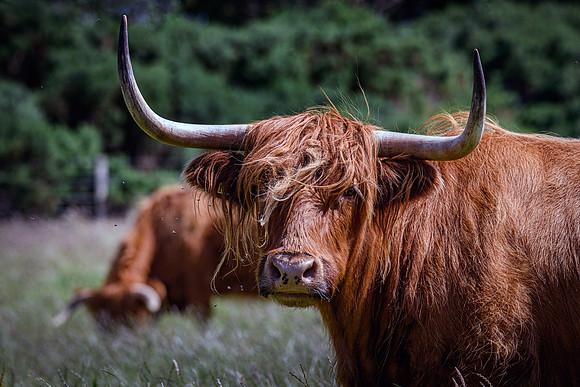 220712 Highland Cattle 021