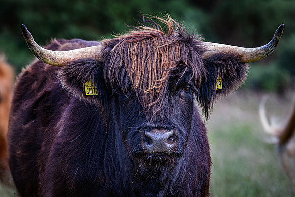 220712 Highland Cattle 054