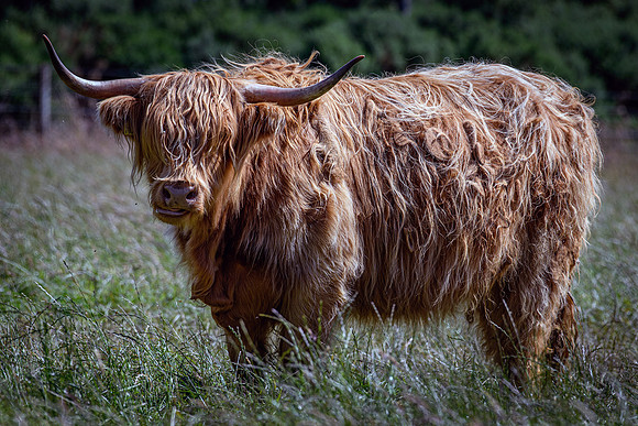 220712 Highland Cattle 082