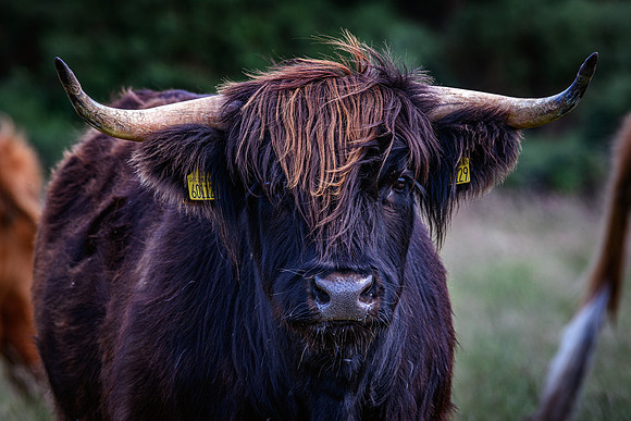 220712 Highland Cattle 053
