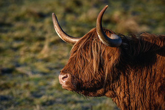 201228 Highlanders 038