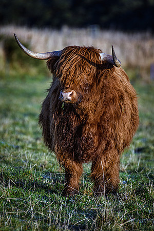 201228 Highlanders 055