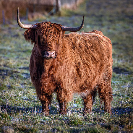 201228 Highlanders 013