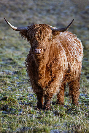 201228 Highlanders 010