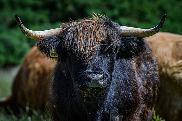 220712 Highland Cattle 047