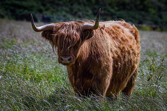 220712 Highland Cattle 077