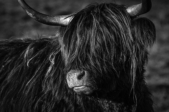 201228 Highlanders 030_1