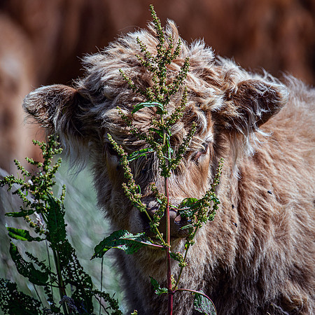 220712 Highland Cattle 020