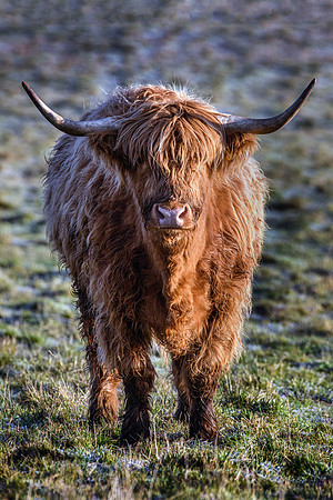 201228 Highlanders 005
